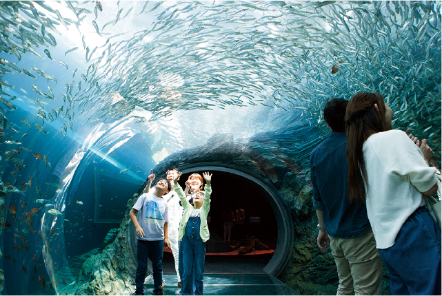 上越市立水族館うみがたり　トンネル水槽